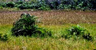 Terreno padrão de 450m² com ocupação atual