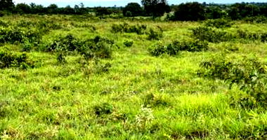 Fazenda São Marcos com Benfeitorias e Grande Área