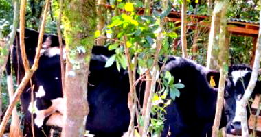 Vaca Holandesa com brinco 214517