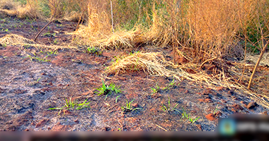 Terreno em Nova Alvorada do Sul - MS