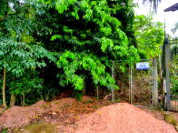 Terreno amplo de 1.010m² com vegetação densa, desocupado