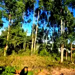 Terreno urbano de 440 m² sem benfeitorias