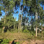 Terreno urbano de 440 m² sem benfeitorias