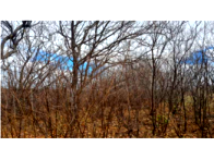 Sítio Lagoa do Mato com 35 hectares em Afrânio/PE