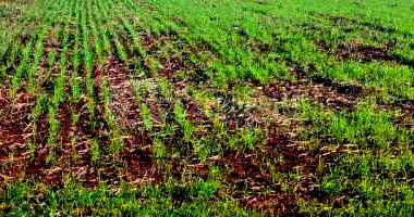 Terreno Rural de 205.166,5m² com Benfeitorias