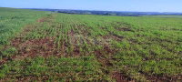 Terreno Rural de 205.166,5m² com Benfeitorias