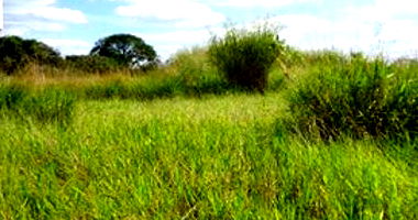 Terreno Urbano em Brodowski/SP com 960m²