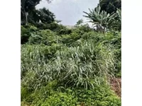 Terreno com 264,7m² em leilão, imóvel