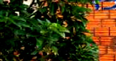 Terreno com 3 casas simples, 5 quartos, 3 banheiros, 294m²