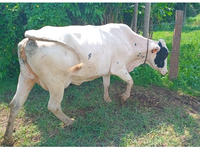 06 Vacas com 9 a 10 anos