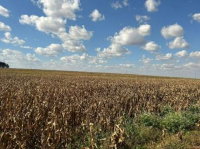 Imóvel Rural com 17.55ha em Terra Roxa - PR