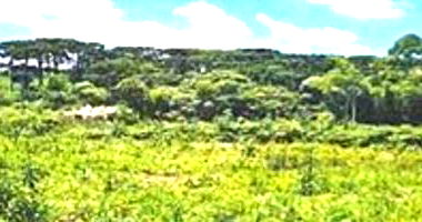 Terreno de 60.500m² em Campo Largo/PR - Rec Judic Porcelana Schmidt