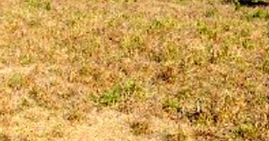 Área Rural com 483,25 hectares em Lagoa da Confusão/TO