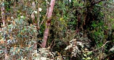 Lote de terreno rural em União da Vitória/PR