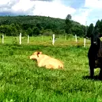Engenho Mata Limpa em Aliança/PE - Oportunidade Única!