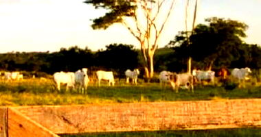Fazenda em Marabá/PA - 72,6 hectares com área destacada