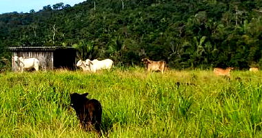 Imóvel Rural com 22,517ha, parte ideal, ocupado, com pendências