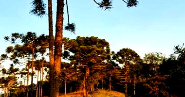 Chácara com 3,60ha em Rio Rufino/SC