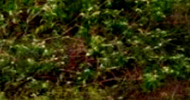 Terreno 140m² no Loteamento Vivari - Ocupado