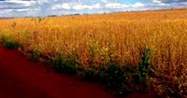 Fração ideal de 1/8 de Lote de Terras em Rolândia/PR