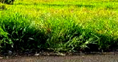 Terreno de 252m² no Loteamento Água da Esperança, desocupado