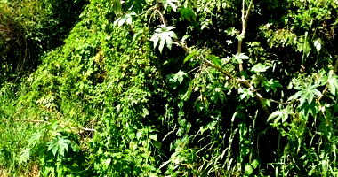 Terreno amplo com 11.000m² em Peruíbe/SP