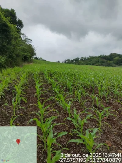 Área Rural de 3,125 Hectares sem Benfeitorias
