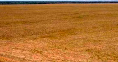 Fazenda Esmeralda com 1.020 hectares, barracão e casas em madeira