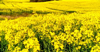 Fração ideal 50% de lote rural 125.000m², área total 250.000m²