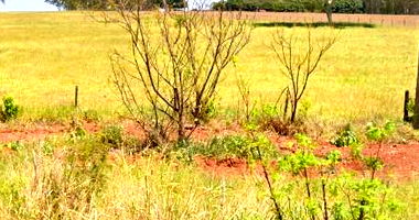 Gleba Rural de 120,516 hectares em Rosana - SP