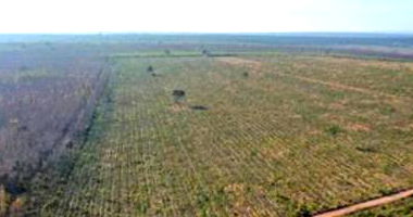 Fazenda Três Riachos com 601,15 ha totalmente ocupada