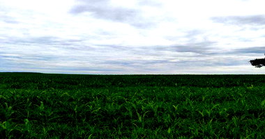 Fazenda Bebedouro 41,99 ha - Agricultura em Amorinópolis/GO
