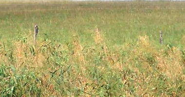 Fração Ideal de Terras de Campo em Mato Castelhano/RS