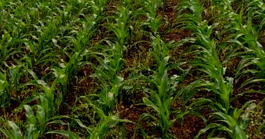 Chácara Rural com 29.387m² em Viadutos-RS