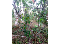 Fazenda Rural com 15 Hectares em Una/BA