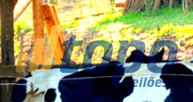 Três Vacas Holandesas