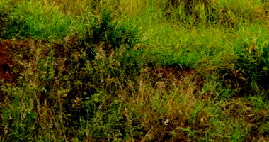 Terreno com 250m² no Jardim Montreal II em Lobato/PR