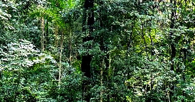 Terrenos urbanos desocupados com 22.564 m² no loteamento Sausalito