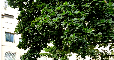 Apartamento em Ipanema com 1 quarto e 1 banheiro