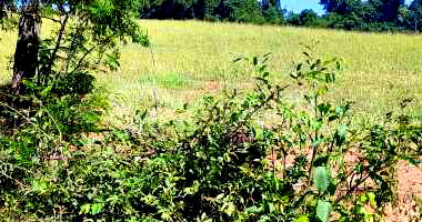 Espaçosa área ideal de 27.830m² para investimentos