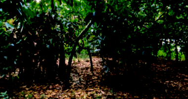 02 Terrenos com Mata Nativa e Frente para Rio Doce