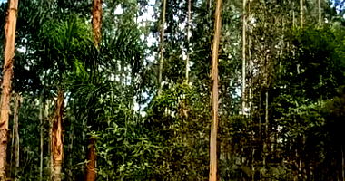 Terreno Rural em Porto União com 531.211,72 m²