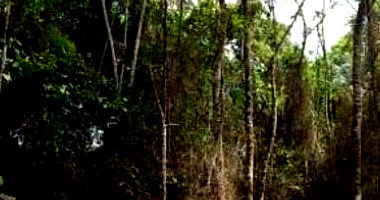 Área com 1.701 m² - Fazenda Capelinha - Mogi das Cruzes - SP