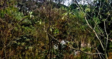 Terreno no Loteamento Bosque das Araucárias em Nova Petrópolis/RS