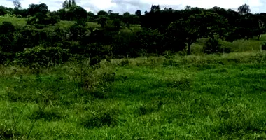 Chácara Rural 4,91 ha com Barracão Suinícola