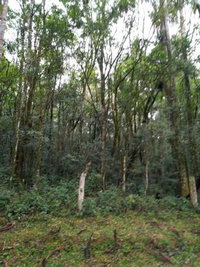 Terreno de pastagem 32.830m² em Rebouças/PR - Lote 1