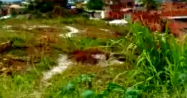 Terreno amplo de 10 hectares, Gleba 03, imóvel ocupado