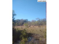 Sítio Rural 74,8ha em Campinaçu/GO - Oportunidade Única