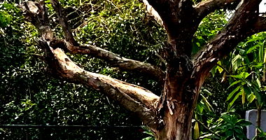 Casa com 3 quartos e sala comercial em Foz do Iguaçu