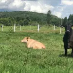 Gleba de terras ampla com 376.3091 ha, ideal para investimento rural